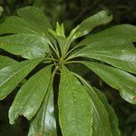 Pittosporum glabrum Leaf