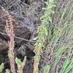 Coleus cylindraceus Лист