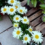 Leucanthemum maximum Autre