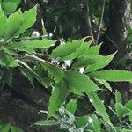 Quercus lancifolia Blatt