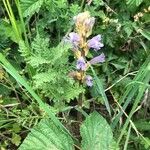 Phelipanche purpurea Flower