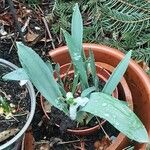 Galanthus elwesii Habit