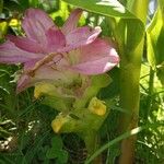 Curcuma aromatica Floro