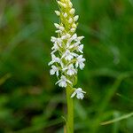 Gymnadenia odoratissima Flower