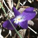 Viola pyrenaica Fleur