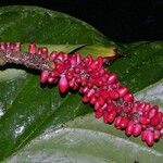 Anthurium cuspidatum Diğer