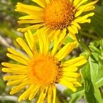 Inula salicina Квітка