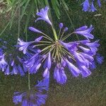 Agapanthus africanus Blomst