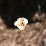 Calochortus venustus ᱵᱟᱦᱟ