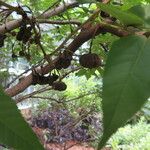 Ungnadia speciosa Fruit