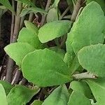 Sedum telephium Leaf