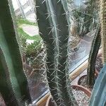 Stenocereus stellatus Alkat (teljes növény)
