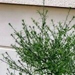Symphyotrichum pilosum 花