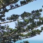 Araucaria cunninghamii Folha
