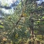 Pinus nigra Φύλλο