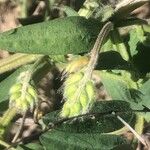 Vicia villosa 其他