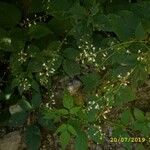 Circaea alpina Kvet