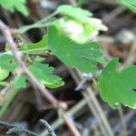 Ribes roezlii Leaf