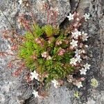 Sedum hirsutum Libunga