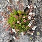 Sedum hirsutum Hábito