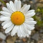 Tripleurospermum inodorum Flor