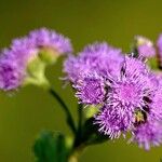 Ageratum houstonianum Flower