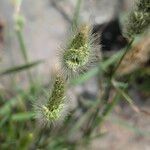 Polypogon monspeliensis Цветок