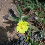 Tuberaria guttata Цветок