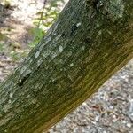 Carpinus japonica പുറംതൊലി