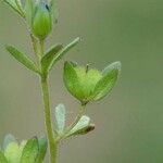 Veronica triphyllos Fruit