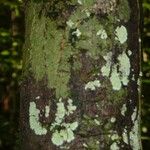 Dodecastigma integrifolium बार्क (छाल)