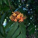 Saraca indica Flower