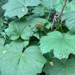 Oplopanax horridus Hoja