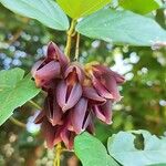 Mucuna pruriens Flower