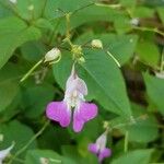 Impatiens balfourii 花