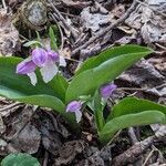 Galearis spectabilis Flor