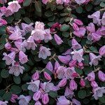 Rhododendron williamsianum Habit