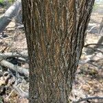 Malus coronaria Bark