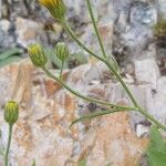 Crepis tectorum Kukka