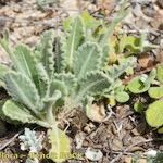 Biscutella sempervirens Облик
