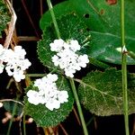 Urtica pilulifera Квітка