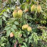 Cardiospermum grandiflorum फल