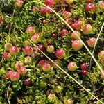 Vaccinium macrocarpon Fruit