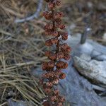 Pterospora andromedea Fruit