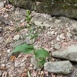 Epipactis helleborineLeaf