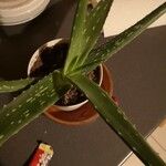 Aloe vera Blatt