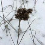 Juncus torreyi Fruto