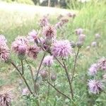 Cirsium arvenseBeste bat