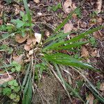 Festuca altissima Övriga