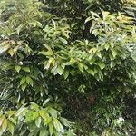 Lithocarpus edulis Leaf